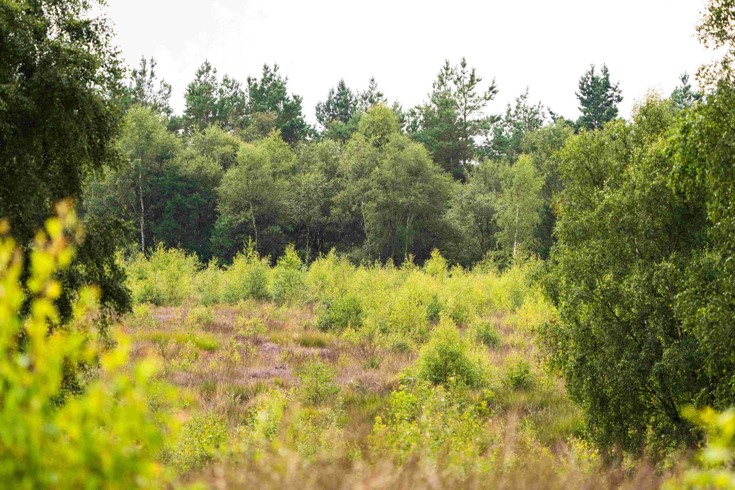 Trees from the new woodland in Doddington-North