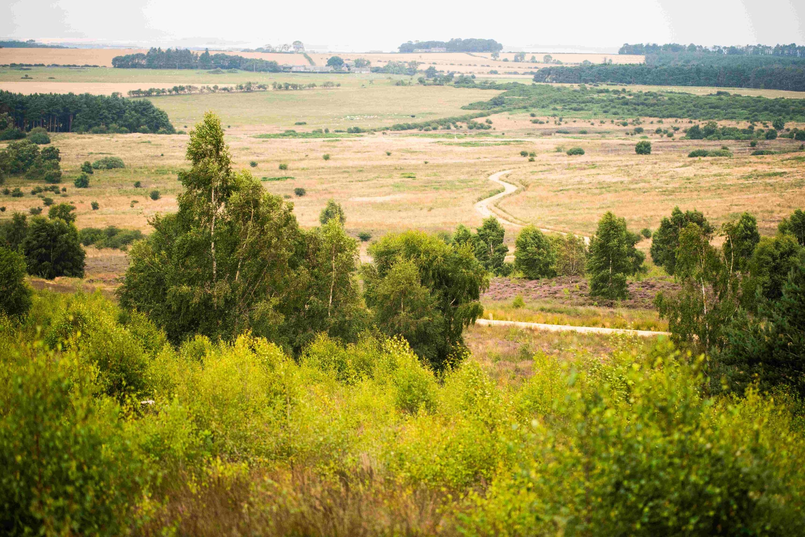 Trees from the new woodland in Doddington-North