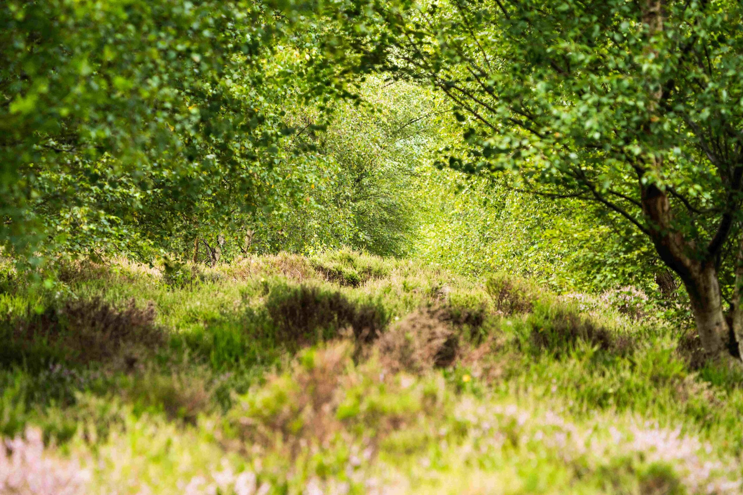 Trees from the new woodland in Doddington-North